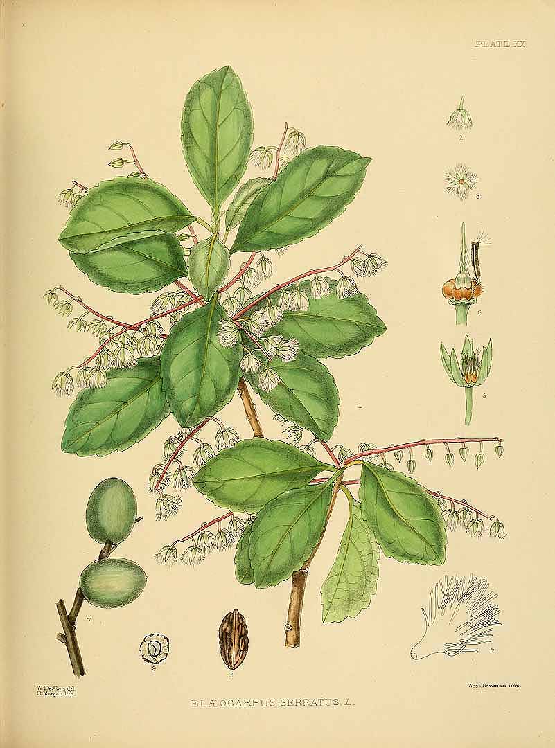 Illustration Elaeocarpus serratus, Par Trimen H. (A hand-book to the flora of Ceylon, Atlas, t. 20, 1893-1898) [W. DeAlwis], via plantillustrations 