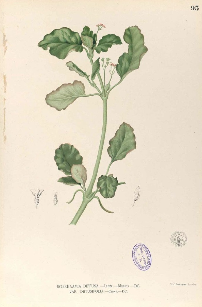 Illustration Boerhavia diffusa, Par Blanco, M., Flora de Filipinas, ed. 3 (1877-1883) Fl. Filip., ed. 3, via plantillustrations 