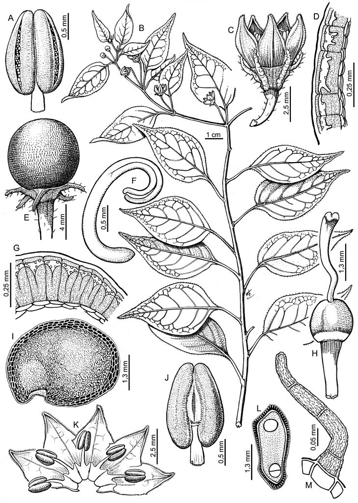 Illustration Capsicum eximium, Par N. Flury, via wikimedia 