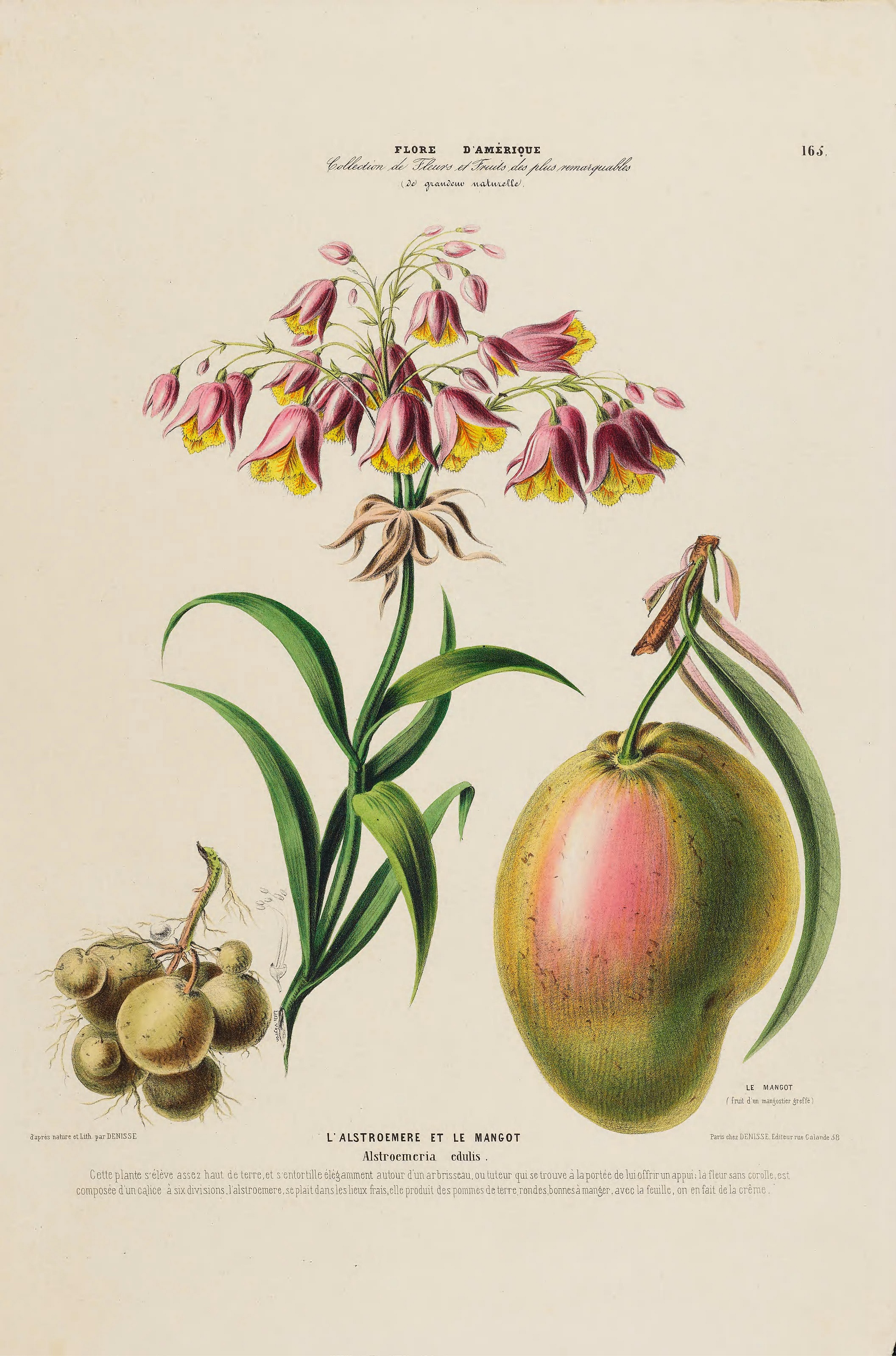 Illustration Bomarea edulis, Par Denisse, E., Flore d?Amérique (1843-1846) Fl. Amérique, via plantillustrations 