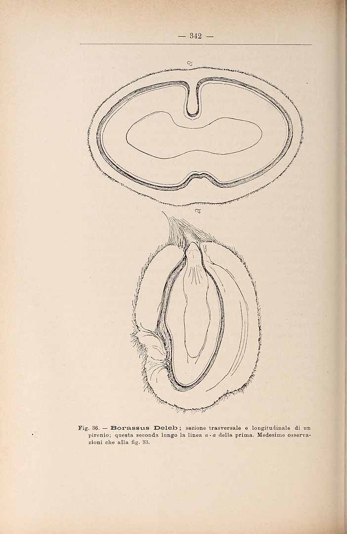 Illustration Borassus aethiopum, Par Webbia Webbia vol. 4 , via plantillustrations 