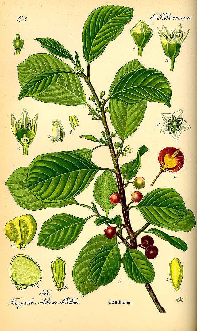 Illustration Frangula alnus, Par Thomé O.W. (Flora von Deutschland Österreich und der Schweiz, Tafeln, vol. 3: t. 331, 1885), via plantillustrations 