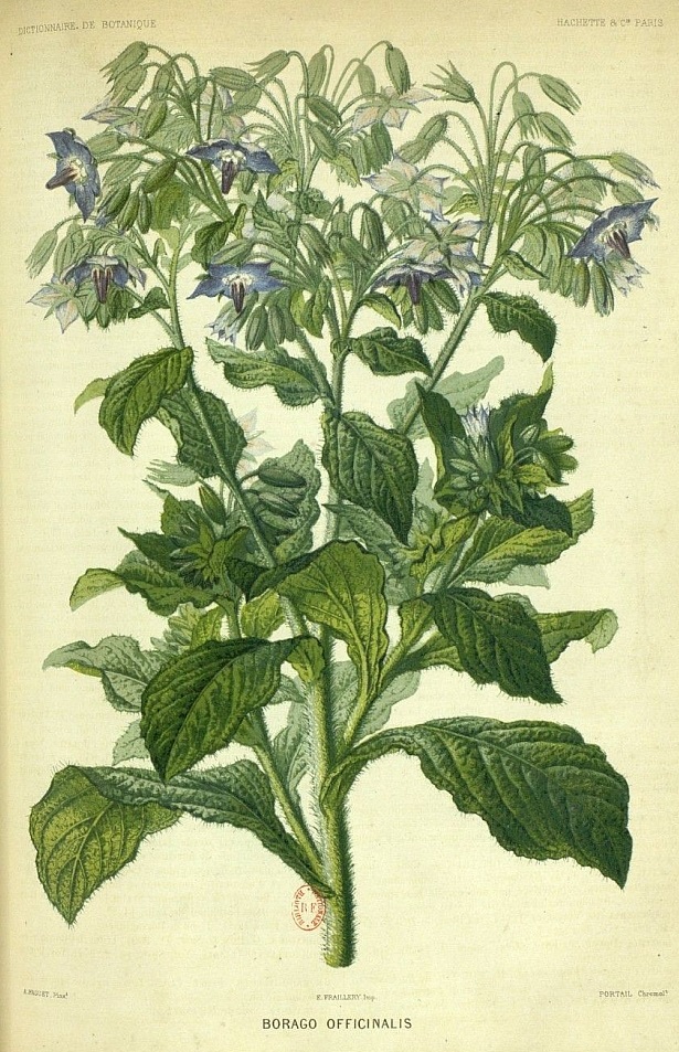 Illustration Borago officinalis à fleurs bleues, Par Baillon, H.E., Dictionnaire de botanique (1876-1892) Dict. Bot. vol. 1 (1876), via plantillustrations 