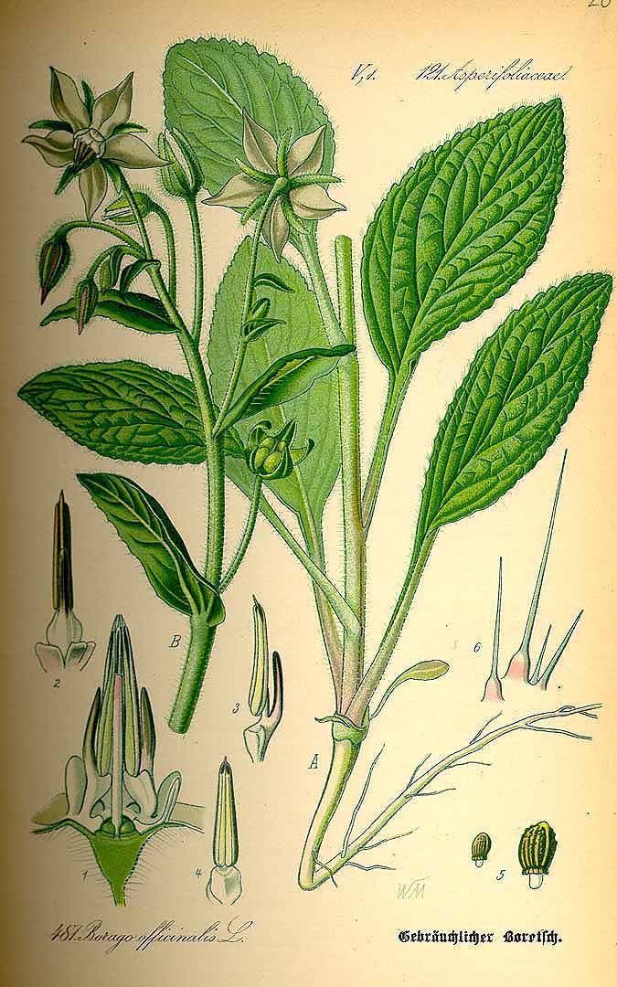 Illustration Borago officinalis à fleurs bleues, Par Thomé, O.W., Flora von Deutschland Österreich und der Schweiz (1886-1889) Fl. Deutschl., via plantillustrations 
