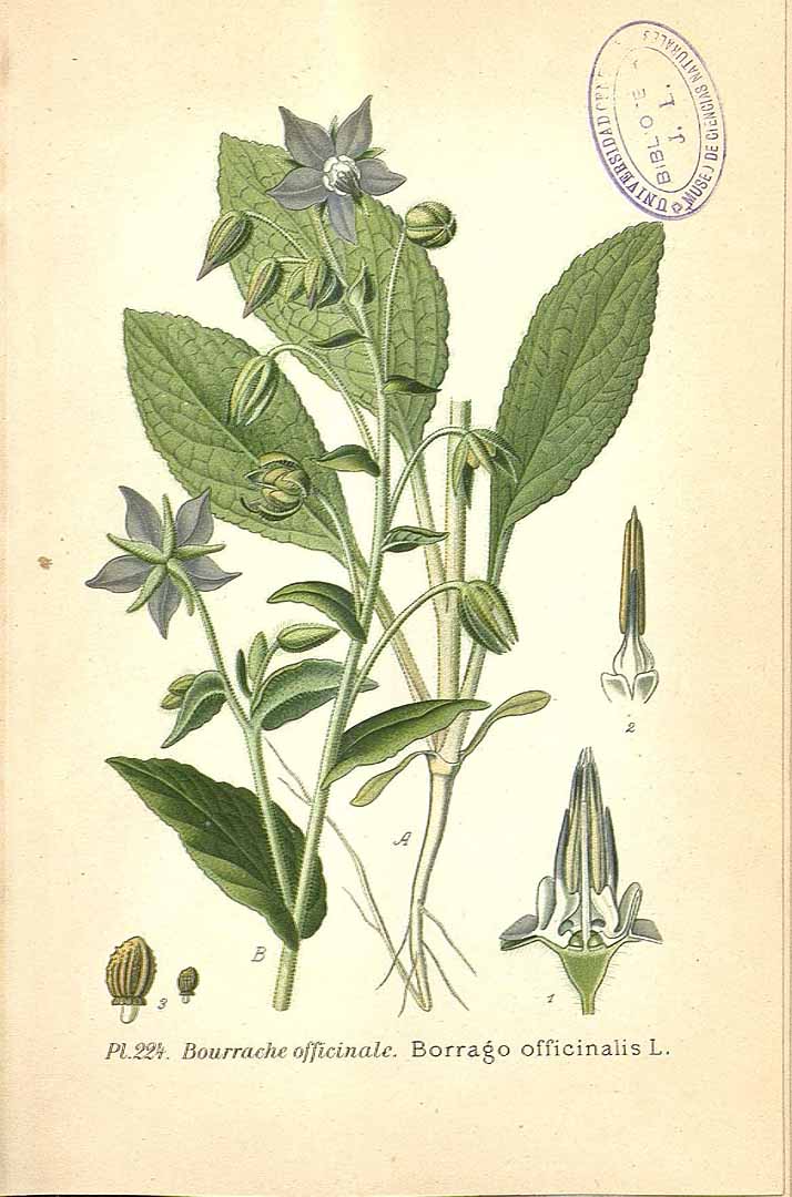 Illustration Borago officinalis à fleurs bleues, Par Masclef, A., Atlas des plantes de France (1890-1893) Atlas Pl. France vol. 3 (1893), via plantillustrations 