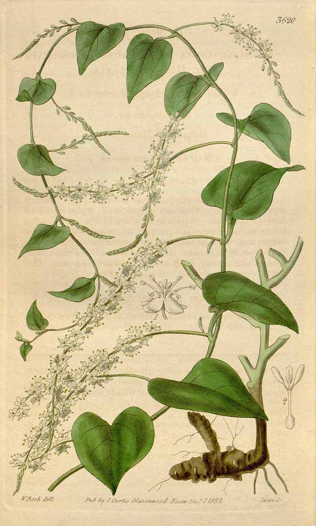 Illustration Anredera baselloides, Par Curtis, W., Botanical Magazine (1800-1948) Bot. Mag. vol. 64 (1837), via plantillustrations 