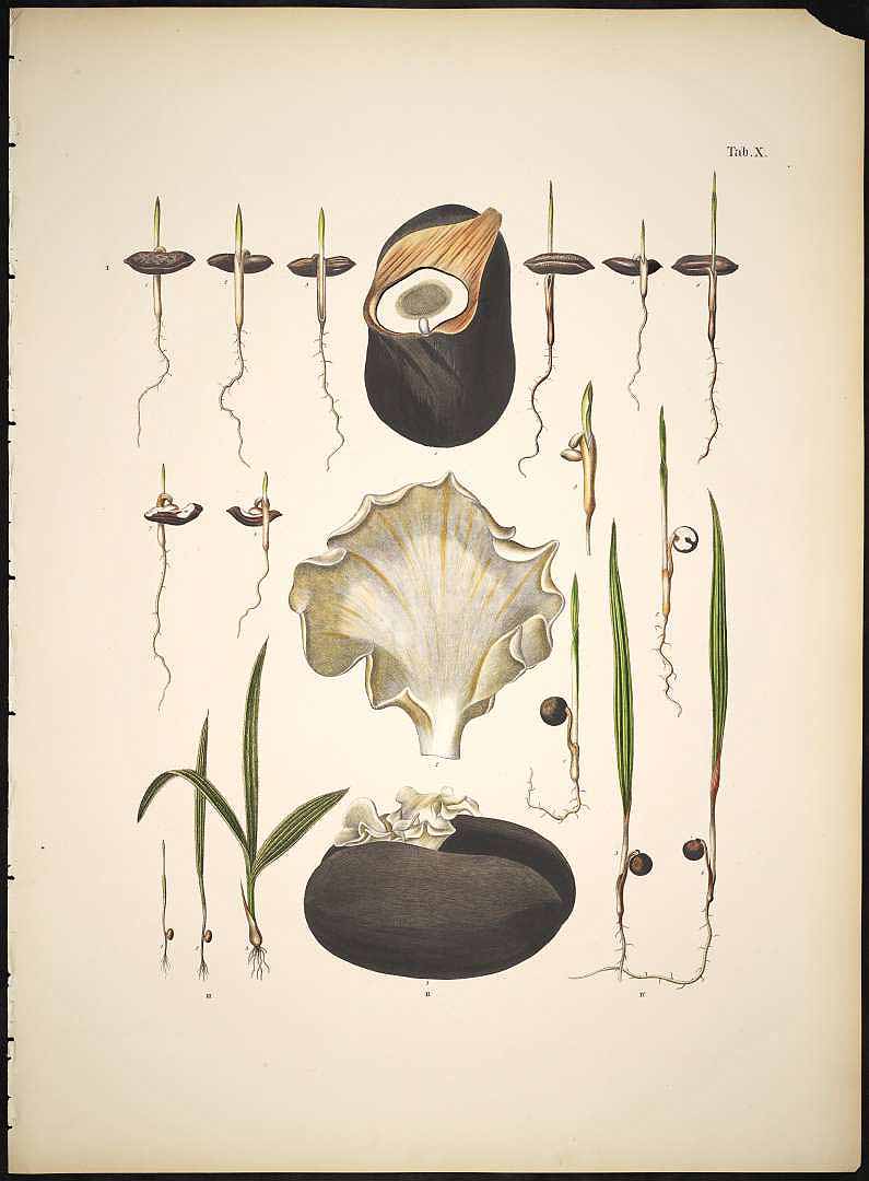 Illustration Brahea dulcis, Par Martius, C.F.P. von (Historia Naturalis Palmarum, vol. 3: t. 137, 1850), via plantillustrations 