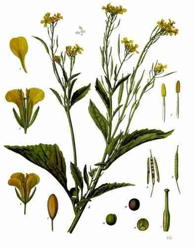 Illustration Brassica juncea, Par Franz Eugen Köhler (Köhler's Medizinal-Pflanzen, domaine public), via Wikimedia Commons 