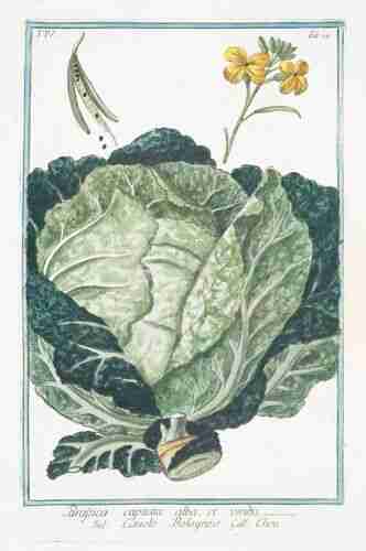 Illustration Brassica oleracea, Hortus Romanus juxta Systema Tournefortianum, vol. 4: t. 24 (1783-1816), via plantillustrations.org 