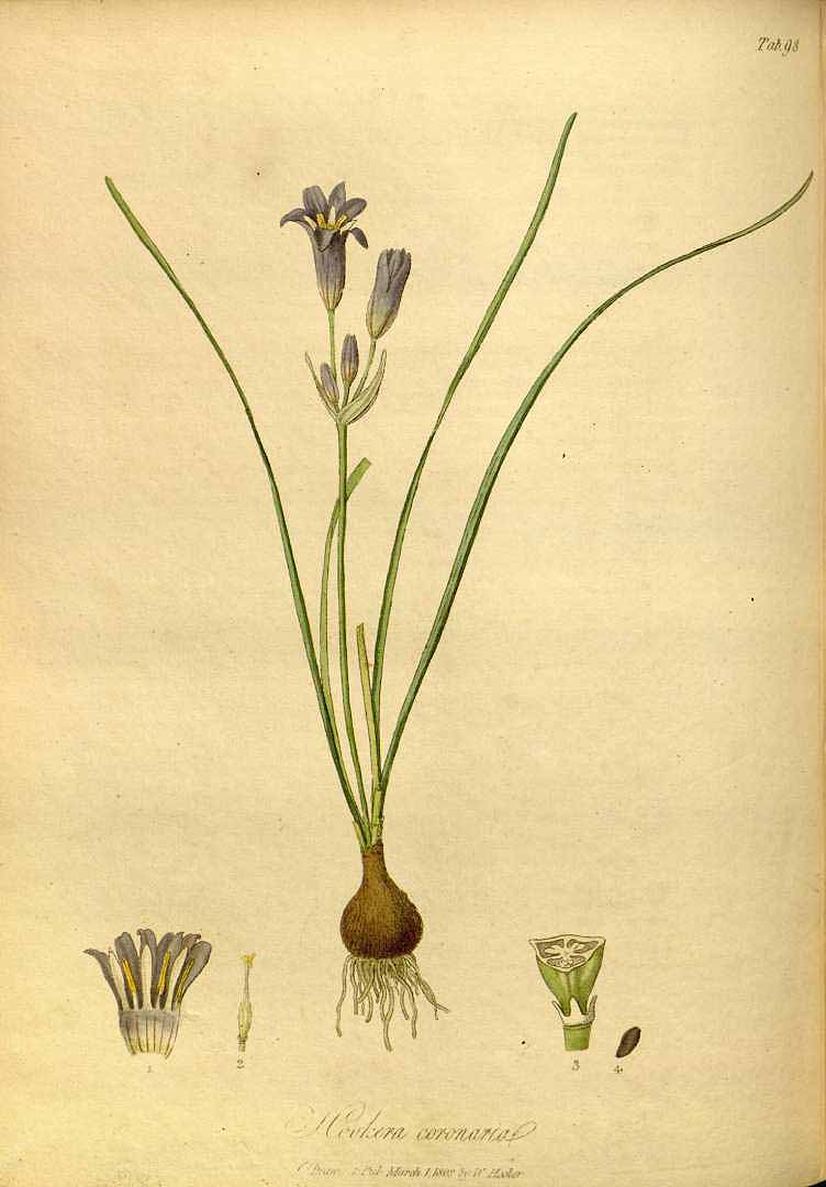 Illustration Brodiaea coronaria, Par Hooker, W., Salisbury, R.A., paradisus Londinensis (1805-1807) Parad. Lond. (1805), via plantillustrations 