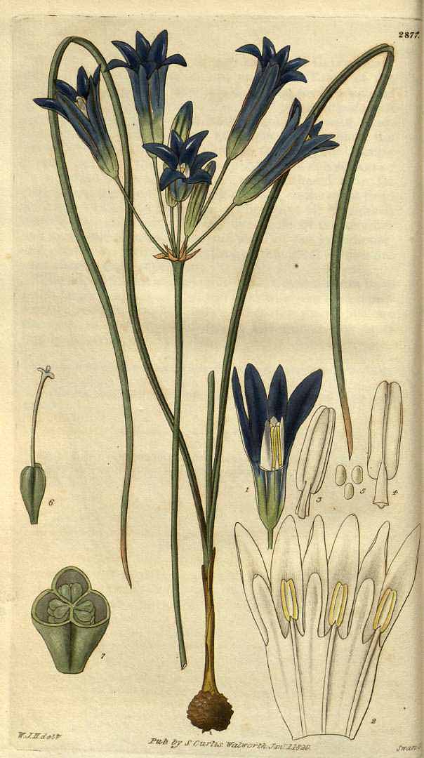 Illustration Brodiaea coronaria, Par Curtis, W., Botanical Magazine (1800-1948) Bot. Mag. vol. 56 (1829), via plantillustrations 