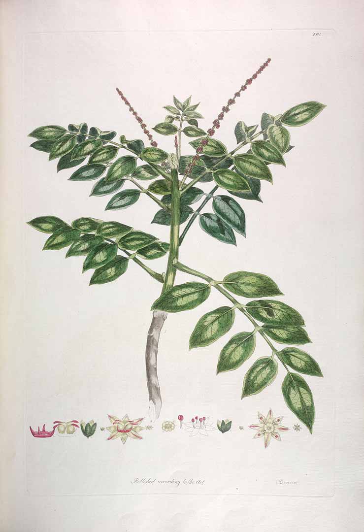 Illustration Brucea antidysenterica, Par Miller, J.F., Linné, C. von, Icones animalium et plantarum (1776-1784) Icon. Anim. Pl., via plantillustrations 