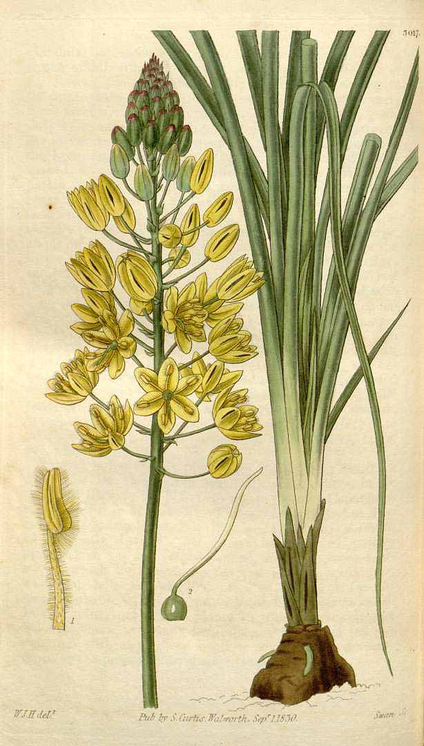 Illustration Bulbine bulbosa, Par Bulbine bulbosa (R. Br.) Haw. [as Anthericum bulbosum R. Br.], via plantillustrations 