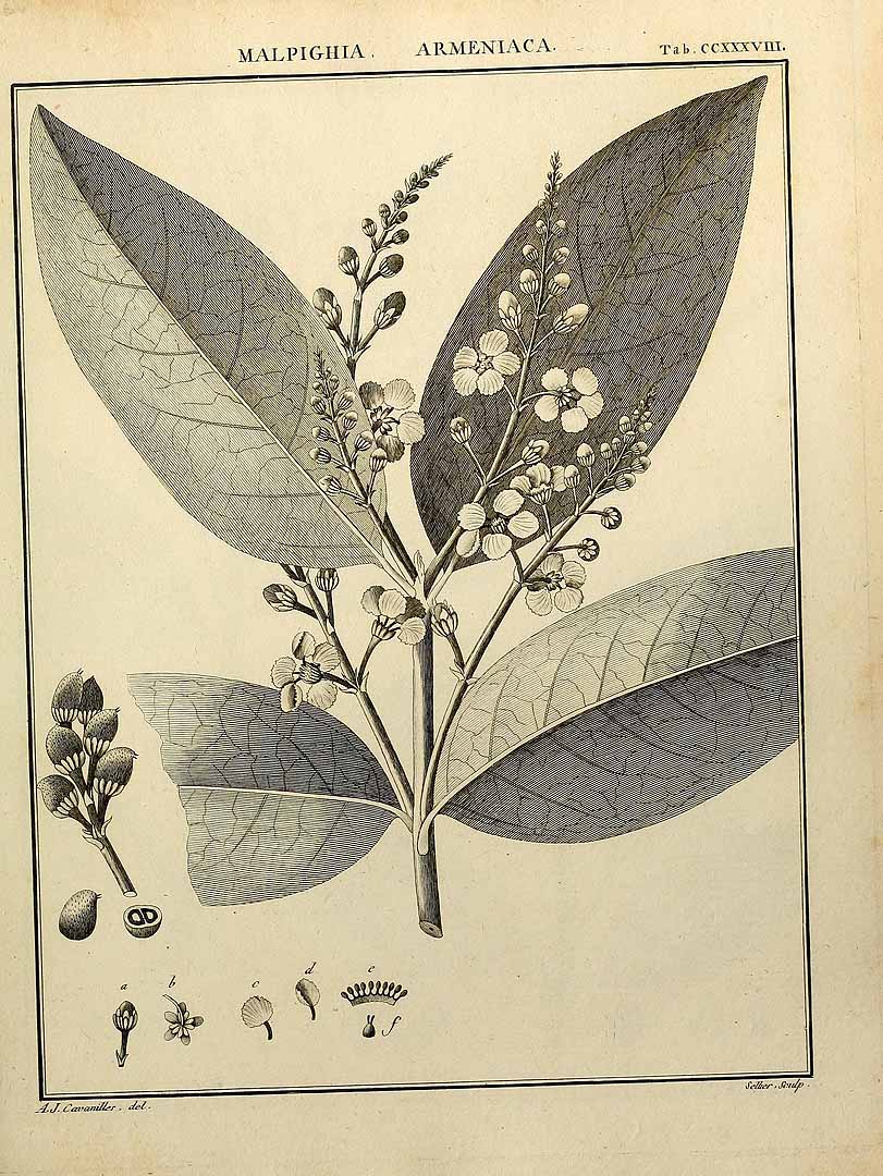 Illustration Bunchosia armeniaca, Par Cavanilles, A.J., Monadelphiae classis dissertationes decem (1785-1790) Diss. vol. 2(8): (1789), via plantillustrations 