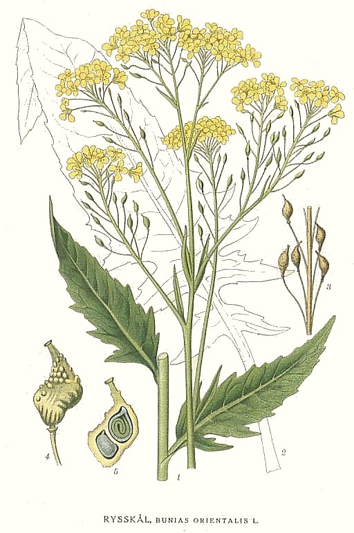 Illustration Bunias orientalis, Par Carl Axel Magnus Lindman (domaine public), via wikimedia 