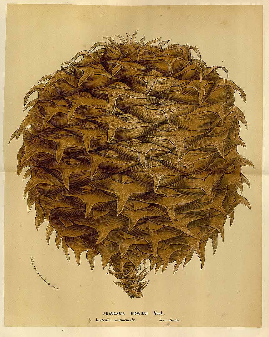 Illustration Araucaria bidwillii, Par Van Houtte, L.B., Flore des serres et des jardin de l?Europe (1845-1880) Fl. Serres vol. 21 (1875), via plantillustrations 