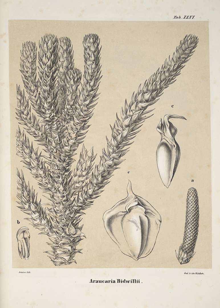 Illustration Araucaria bidwillii, Par Antoine, F., Jr., Coniferen (1840-1841) Coniferen (1840), via plantillustrations 