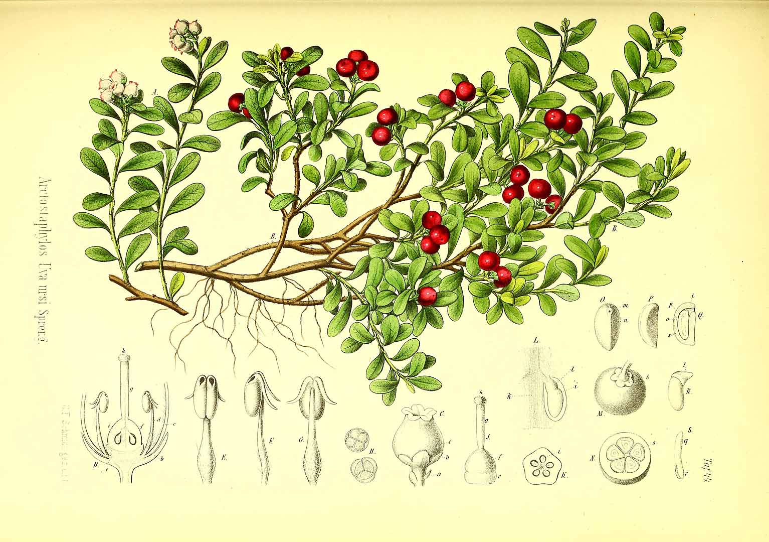 Illustration Arctostaphylos uva-ursi, Par Berg, O.C., Schmidt, C.F., Atlas der officinellen Pflanzen (1893-1902) Atlas. Off. Pfl. vol. 1 (1891), via plantillustrations 