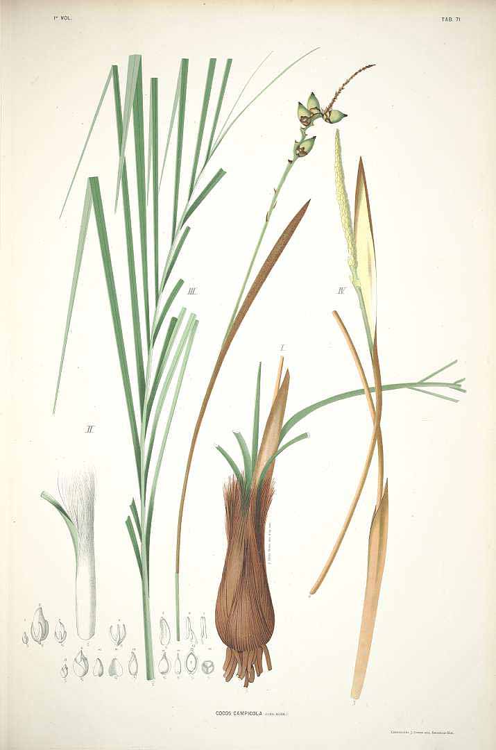 Illustration Butia campicola, Par Barbosa Rodriques J. (Sertum palmarum brasiliensium, vol. 1: t. 71, 1903), via plantillustrations 