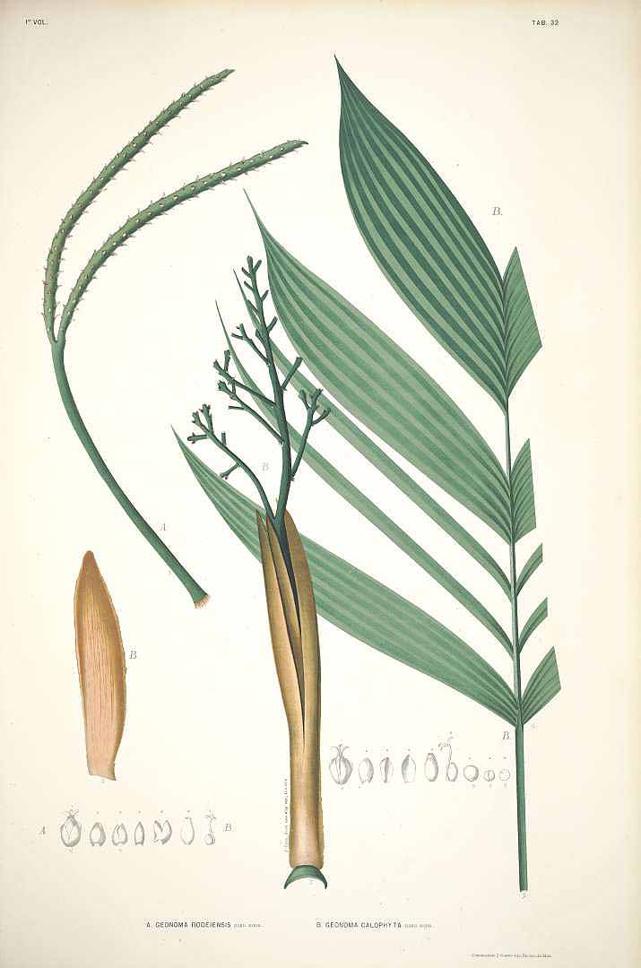 Illustration Butia stolonifera, Par Rodrigues, J. Barbosa, Sertum palmarum brasiliensium (1903) Sert. Palm. Bras., via plantillustrations 