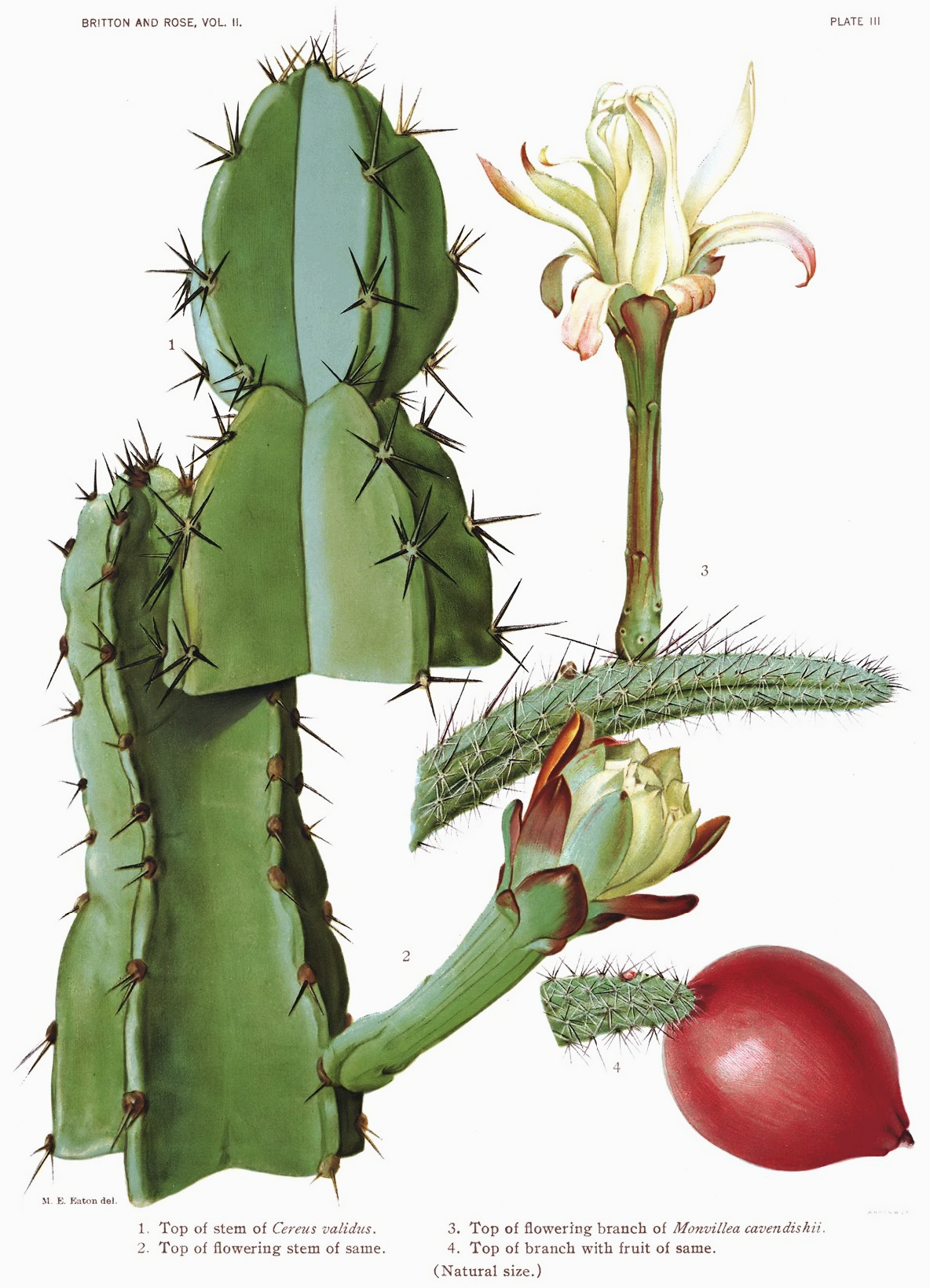 Illustration Cereus validus, Par Daniel Schweich, via wikimedia 