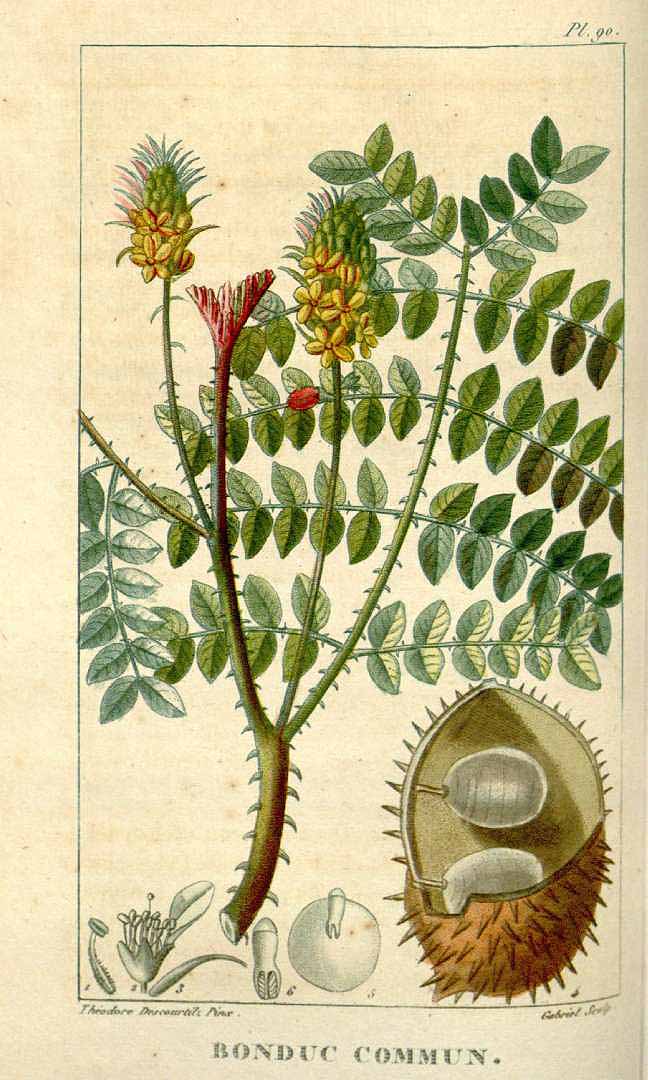 Illustration Caesalpinia bonduc, Par Descourtilz M.E. (Flore médicale des Antilles, vol. 2: t. 90, 1822), via plantillustrations 