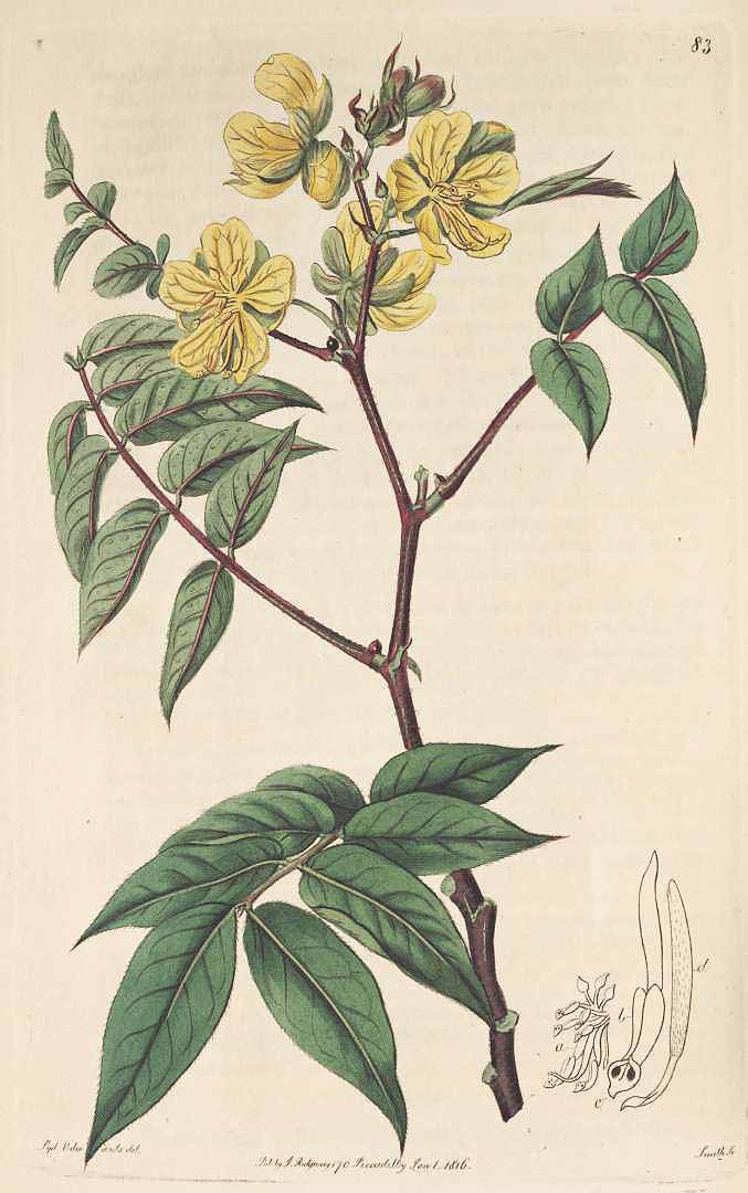 Illustration Senna occidentalis, Par Botanical Register (vol. 1: t. 83, 1815) [S. Edwards], via plantillustrations 