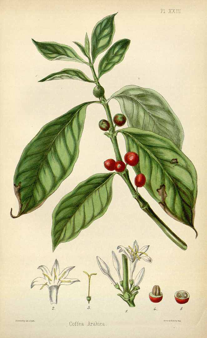 Illustration Coffea arabica, Par Hamilton E. (Flora homoeopathica, vol. 1: t. 23, 1852) [H. Sowerby], via plantillustrations.org 