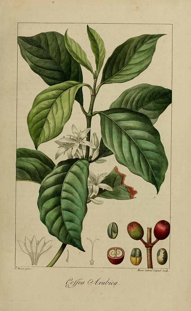 Illustration Coffea arabica, Par Delaunay, M., Loiseleur-Deslongchamps, J.L.A., Herbier général de l?amateur (1814-1827) Herb. Gén. Amat., via plantillustrations.org 