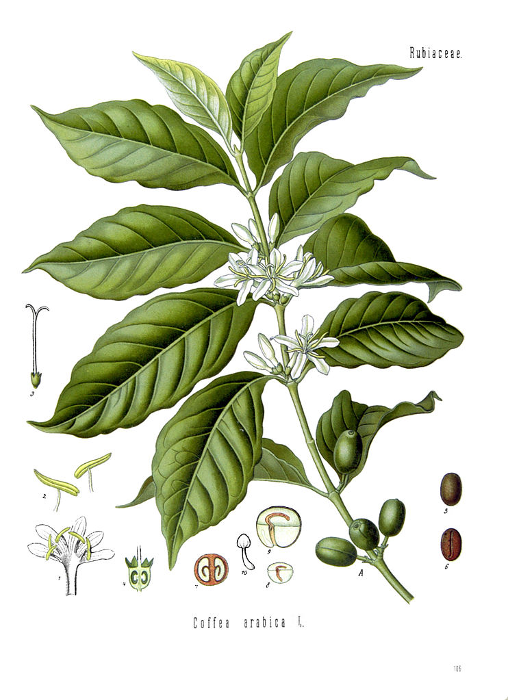 Illustration Coffea arabica, Par Franz Eugen Köhler, via wikimedia 