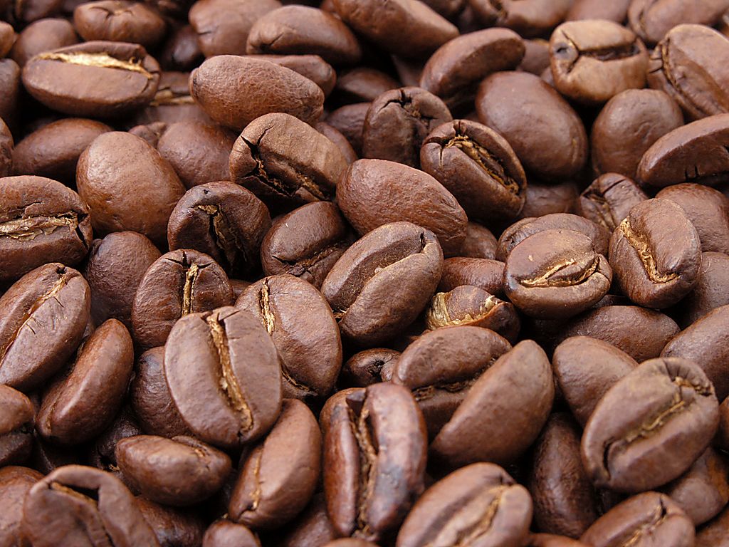 Illustration Coffea arabica, Par MarkSweep, via wikimedia 