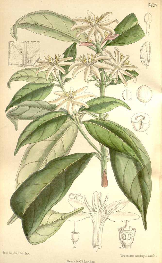 Illustration Coffea stenophylla, Par Curtis´s Botanical Magazine, vol. 122 [ser. 3, vol. 52]: t. 7475, 1896) [M. Smith], via plantillustrations 