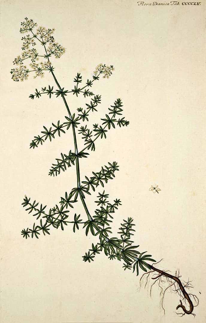 Illustration Galium mollugo, Par Oeder G.C. (Flora Danica, Hft 8, t. 455, 1761-1883), via plantillustrations 