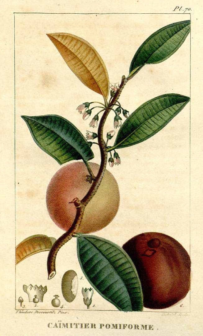 Illustration Chrysophyllum cainito, Par Descourtilz M.E. (Flore médicale des Antilles, vol. 2: t. 70, 1822) [J.T. Descourtilz], via plantillustrations 