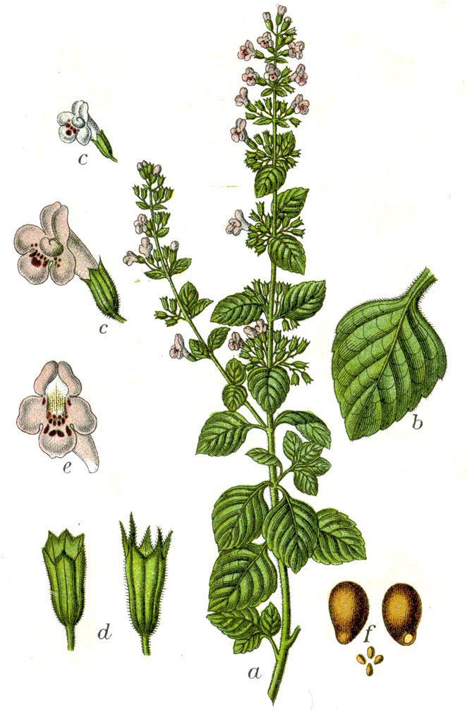 Illustration Clinopodium nepeta, Par Johann Georg Sturm (Painter: Jacob Sturm), Figure from Deutschlands Flora in Abbildungen at 