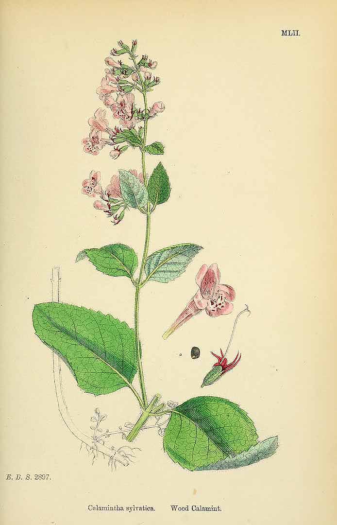 Illustration Clinopodium menthifolium, Par Sowerby J.E. (English Botany, or Coloured Figures of British Plants, 3th ed., vol. 7: t. 1052, 1867), via plantillustrations 