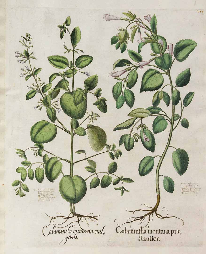 Illustration Clinopodium grandiflorum, Par Bessler (Basilius, Hortus Eystettensis, vol. 2: Septimus ordo collectarum plantarum aestivalium, t. 234, fig. I, 1640), via plantillustrations 