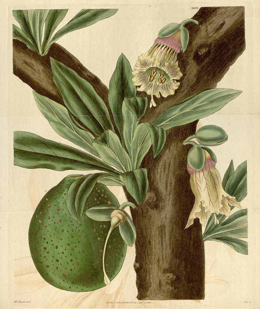 Illustration Crescentia cujete, Par Curtis, W., Botanical Magazine (1800-1948) Bot. Mag., via plantillustrations 