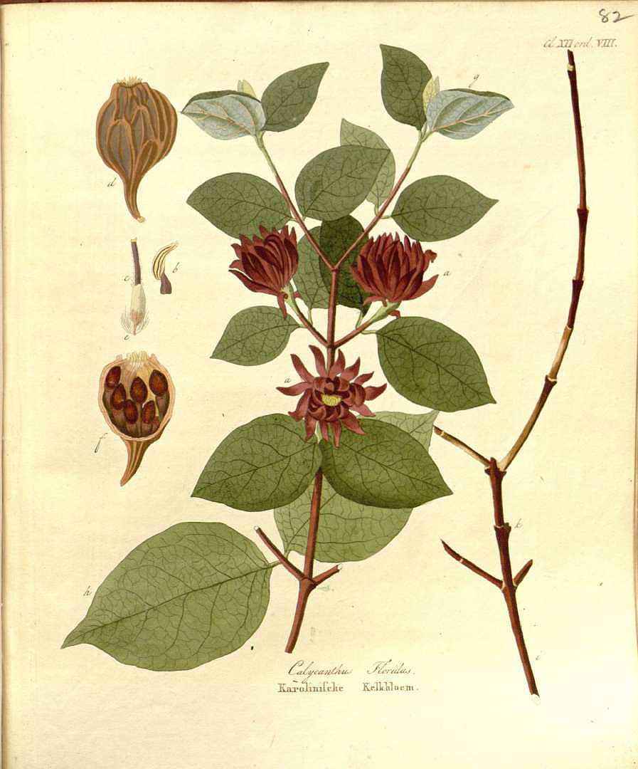 Illustration Calycanthus floridus, Par Krauss J.C. (Afbeeldingen der fraaiste, meest uitheemsche boomen en heesters, t. 82, 1840), via plantillustrations 