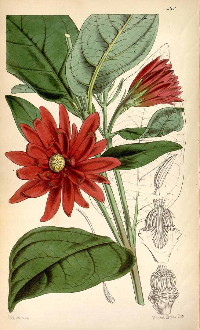 Illustration Calycanthus occidentalis, Par Curtis´s Botanical Magazine (vol. 80 [ser. 3, vol. 10]: t. 4808, 1854) [W.H. Fitch], via plantillustrations 