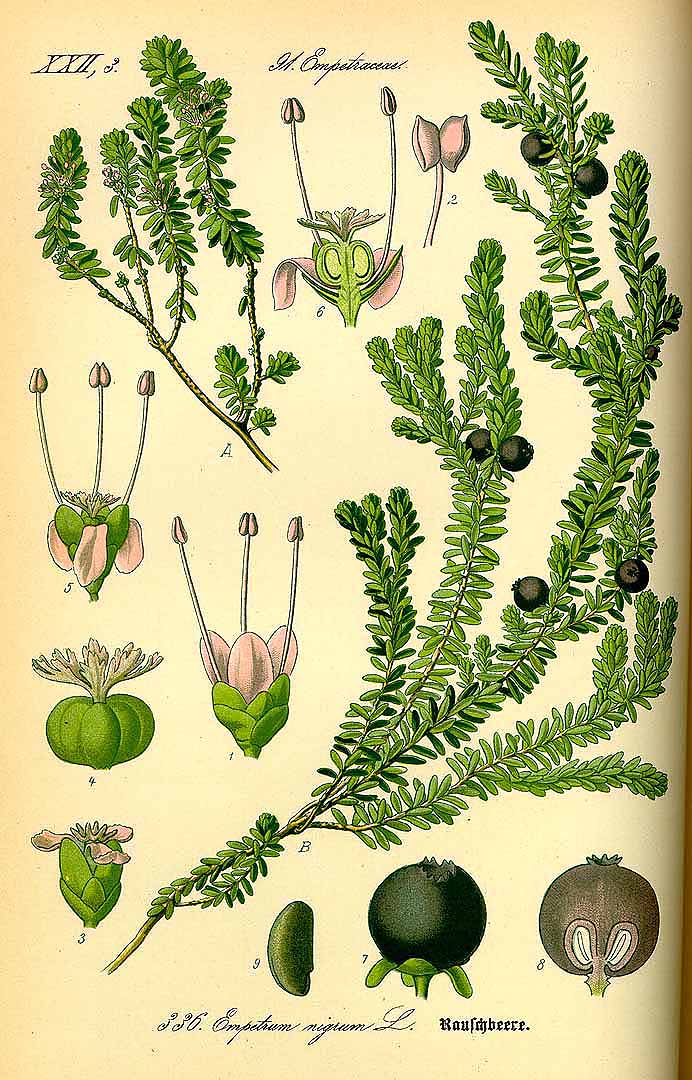 Illustration Empetrum nigrum, Par Thomé O.W. (Flora von Deutschland Österreich und der Schweiz, Tafeln, vol. 3: t. 336, 1885), via plantillustrations 