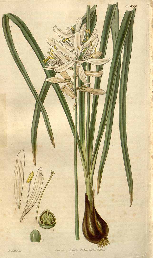 Illustration Camassia scilloides, Par Curtis´s Botanical Magazine (vol. 54 [ser. 2, vol. 1]: t. 2774, 1827) [W.J.H.], via plantillustrations 