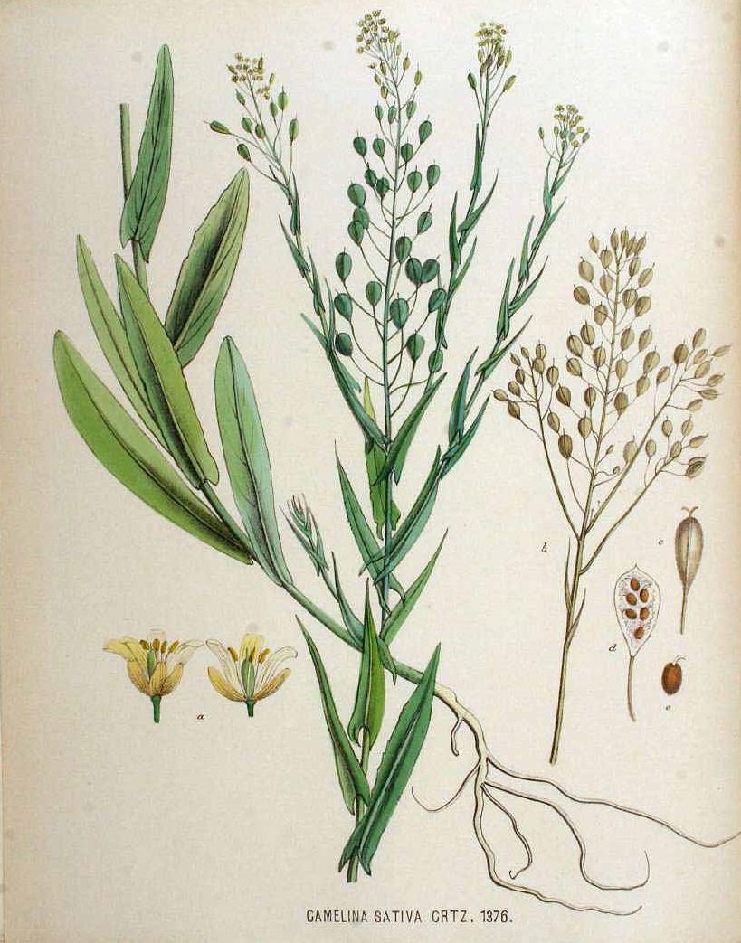 Illustration Camelina sativa, Par Kops, J., Flora Batava (1800-1934) Fl. Bat. vol. 18 (1889), via plantillustrations 