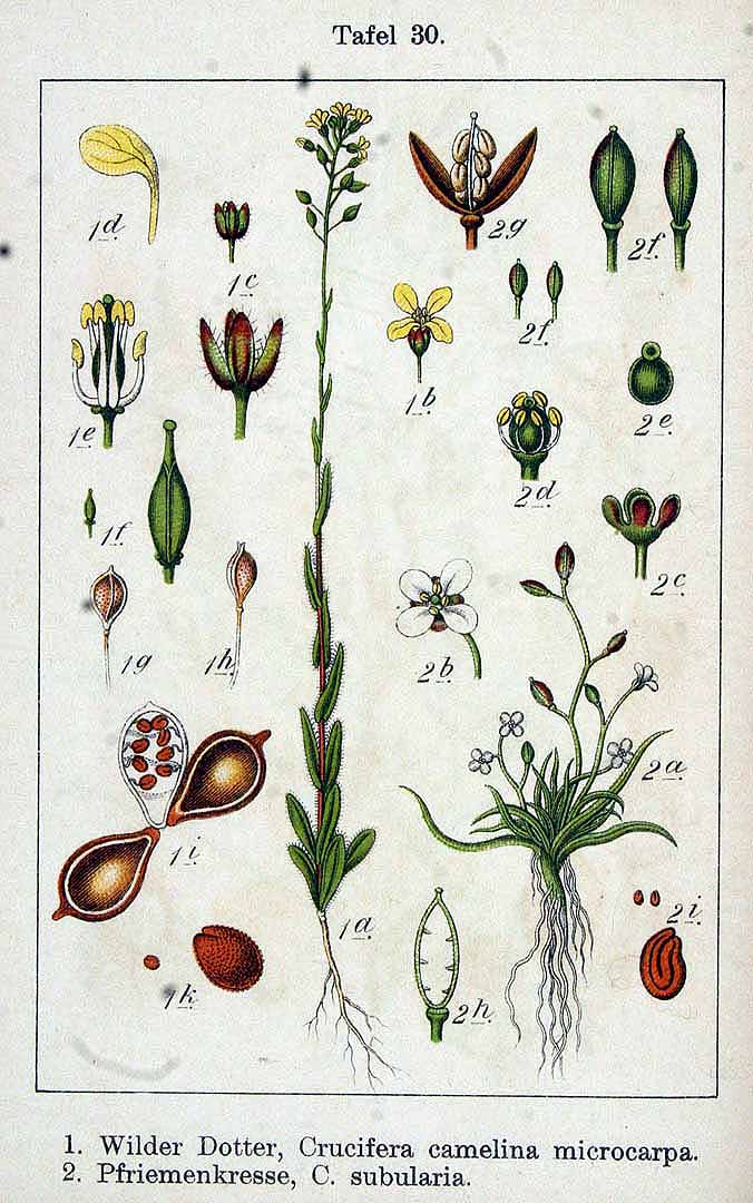 Illustration Camelina sativa, Par Sturm, J., Krause, E.H.L., Lutz, K.G., Flora von Deutschland in Abbildungen nach der Natur, Zweite auflage (1900-1907) Deutschl. Fl., ed. 2 vol. 6 (1902), via plantillustrations 