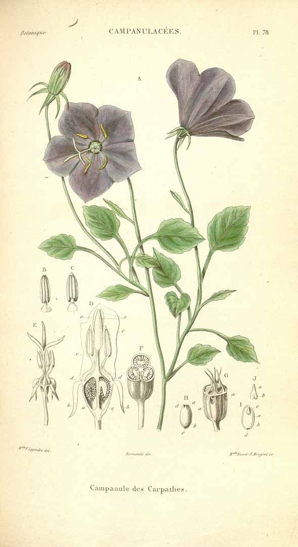 Illustration Campanula carpatica, Par Spach, E., Histoire naturelle des végétaux, Atlas (coloured version) (1834-1847) Hist. Nat. Vég. [coloured version], via plantillustrations 