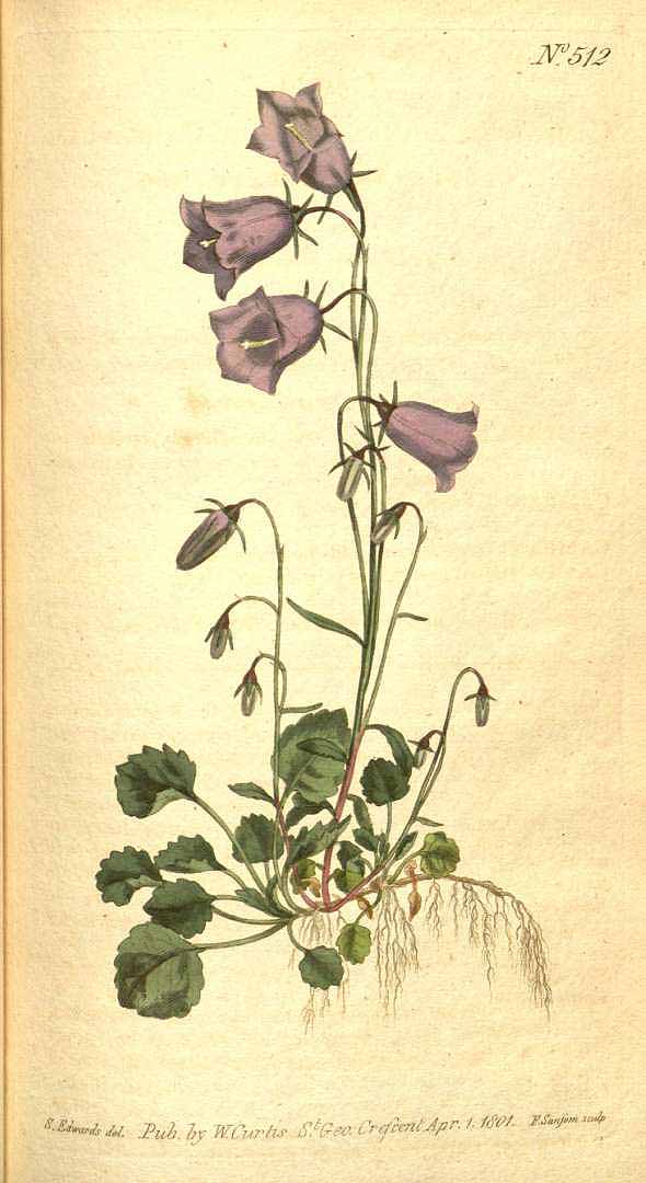 Illustration Campanula cochleariifolia, Par Curtis, W., Botanical Magazine (1800-1948) Bot. Mag. vol. 15 (1801), via plantillustrations 