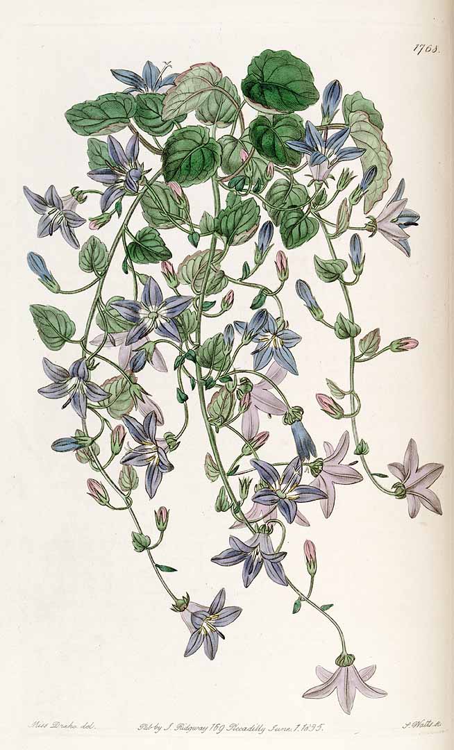 Illustration Campanula garganica, Par Lindley, J., Edwards?s Botanical Register (1829-1847) Edwards?s Bot. Reg. vol. 21 (1835), via plantillustrations 