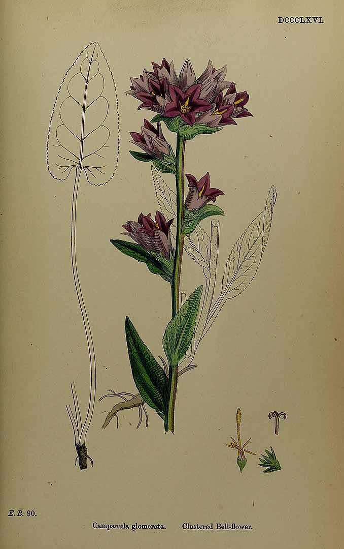 Illustration Campanula glomerata, Par Smith, J.E., English botany, or coloured figures of British plants, ed. 3 [B] [J.E. Sowerby et al] (1863-1899) Engl. Bot., ed. 3 vol. 6 (1866), via plantillustrations 