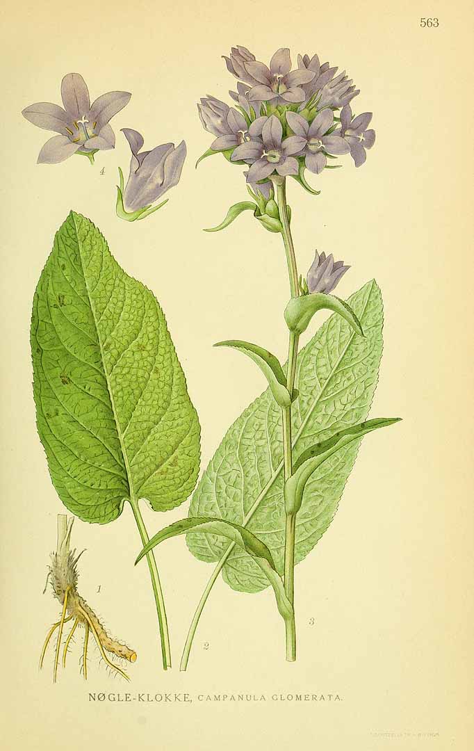 Illustration Campanula glomerata, Par Lindman, C.A.M., Bilder ur Nordens Flora Bilder Nordens Fl. vol. 3 (1922), via plantillustrations 