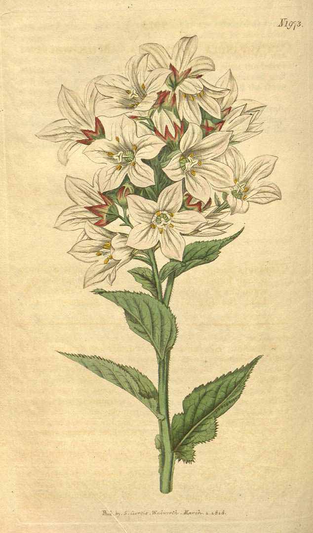 Illustration Campanula lactiflora, Par Curtis, W., Botanical Magazine (1800-1948) Bot. Mag. vol. 45 (1818), via plantillustrations 